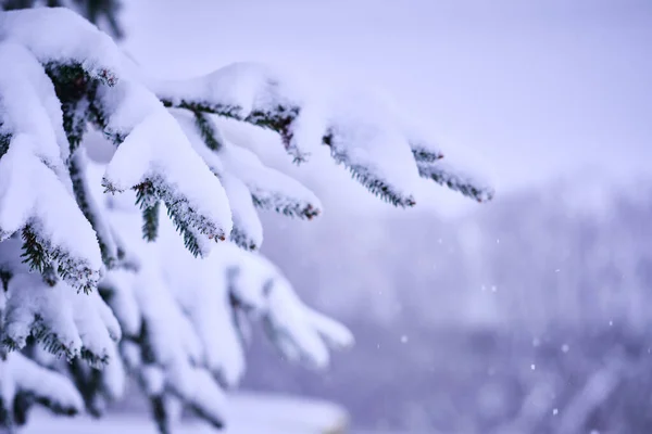 Jedlová Větev Pokrytá Sněhem Během Zimy Cluji Rumunsko — Stock fotografie