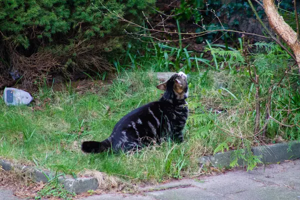 Nahaufnahme Einer Katze Die Garten Spielt — Stockfoto