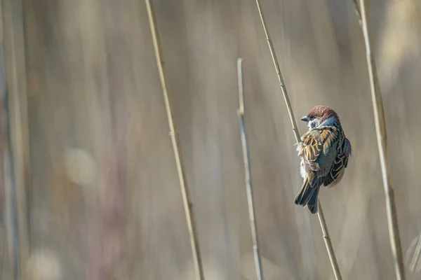 Живописный Вид Воробья Сидящего Тростнике Размытом Фоне — стоковое фото