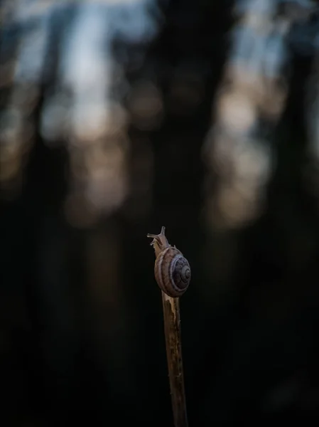 Een Verticaal Close Van Een Slak Het Puntje Van Tak — Stockfoto