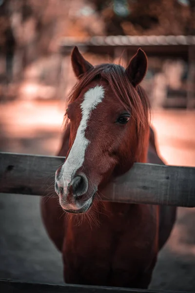 Eine Vertikale Aufnahme Eines Roten Pferdes Auf Dem Bauernhof Verschwommenen — Stockfoto