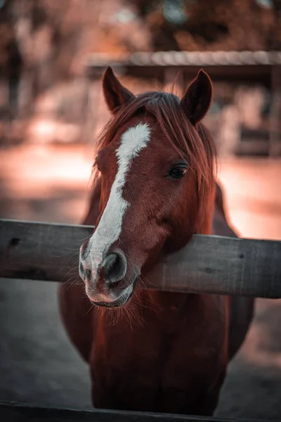 Vertikální Záběr Červeného Koně Farmě Rozmazaném Pozadí — Stock fotografie