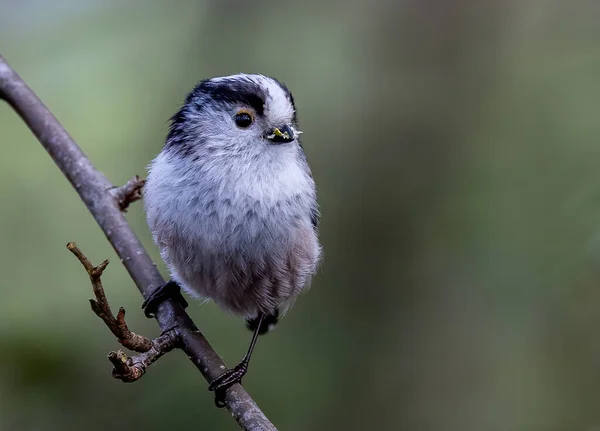 Closeup Shot Long Tailed Tit Bird Thin Wooden Branch Blurry — Fotografia de Stock