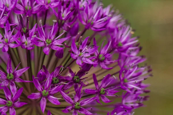 Uno Scatto Macro Una Galassia Allium Viola — Foto Stock