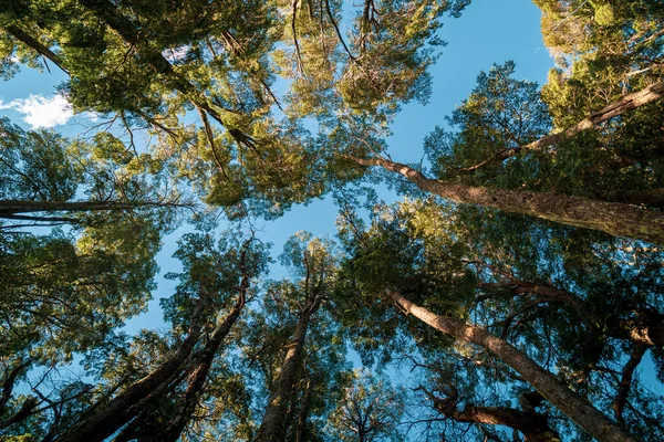 Low Angle Shot Tall Trees Forest — Stock Photo, Image