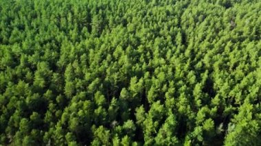 Yeşil ağaçlar ormanının havadan görünüşü