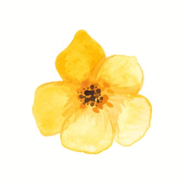 Güzel sarı çiçek, suluboya resim, beyaz arkaplanda izole edilmiş..