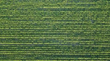 Büyük tarımsal santral alanlarının havadan görünüşü