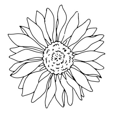 Ayrıntılı taç yaprakları ve merkezi tohum diski ile el çizimi ayçiçeği beyaz arkaplan karşısında siyah çizgi çalışması, renklendirmeye veya botanik tasarıma hazır gösterilir.