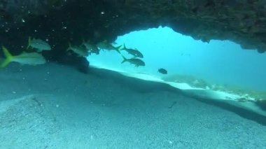 Fernando de Noronha 'da balık sürüsü. Deniz hayatı. Mercan ve resif. Tüplü dalış. Brezilya