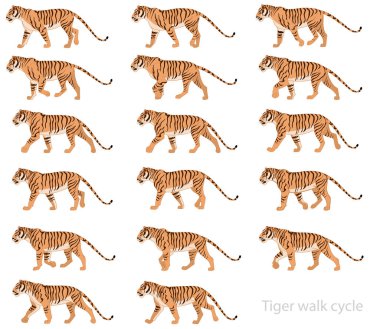 Çizgili Kaplan yürüyüş döngüsü animasyon anahtar çerçevelerinin beyaz arkaplanda bir vektör tasarımı