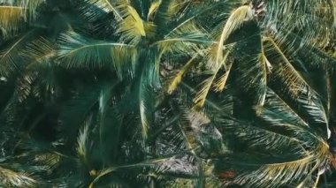 Afrika, Zanzibar 'ın kumlu sahilindeki palmiye ağaçlarının havadan görünüşü