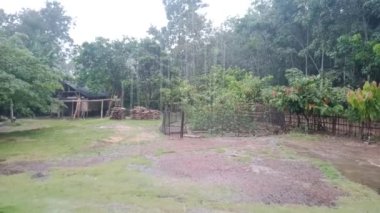 Yağmur sırasında sık ağaçlarla dolu yeşil bir bahçe.