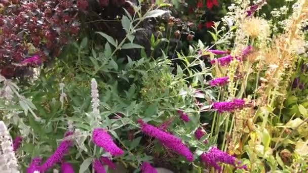 Schmetterlingsbusch Buddleia Hüpft Wind — Stockvideo