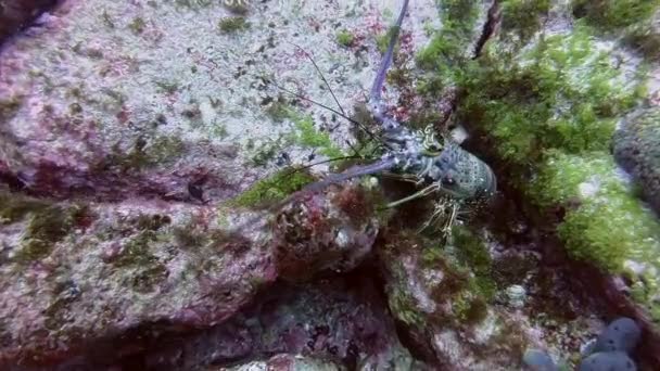 Spiny Lobster Seen Scuba Diving Fernando Noronha Brazil — Stock Video