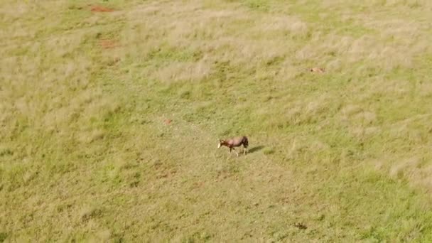 Aerial View Blesbok Antelope African Grass Plain — Stock Video