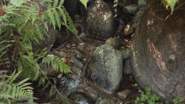 Una Vista Panorámica Arroyo Que Fluye Través Rocas Bosque Deep — Vídeo de stock