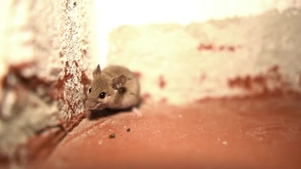 Μικρό Μέρος Του Ποντικιού Στο Σπίτι Ποντίκι Ποντίκια Αρουραίος Που — Αρχείο Βίντεο