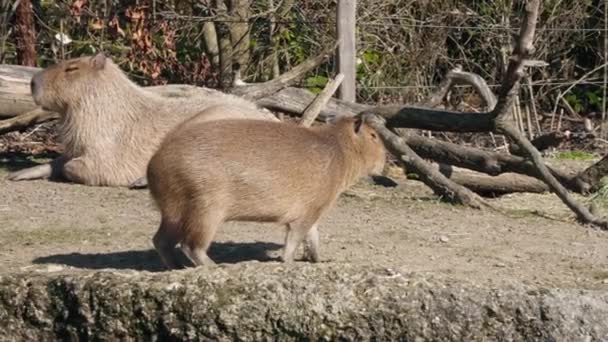 Roztomilý Capybara Procházky Zoo — Stock video