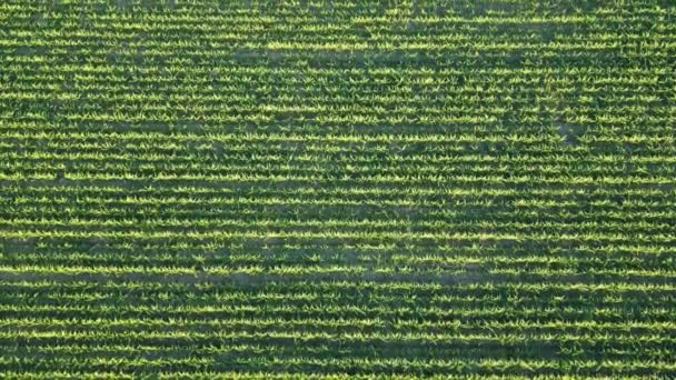 Aerial View Huge Agricultural Plant Fields — Stock Video