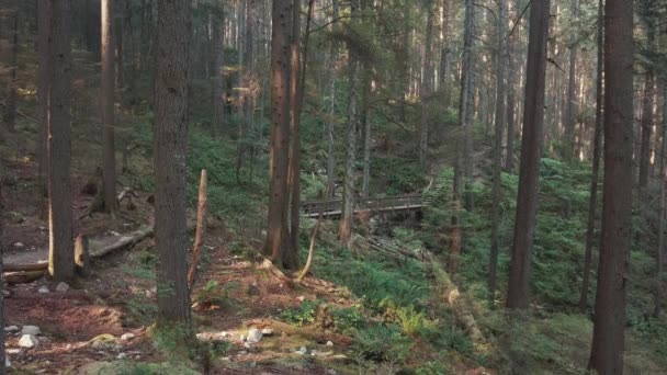 カナダ バンクーバーのディープコーブの森の中の緑の松の木の景色 — ストック動画