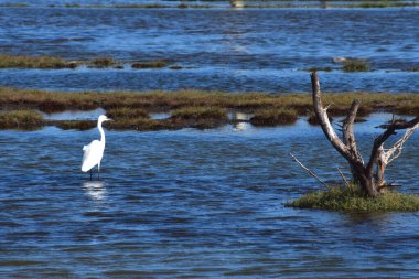 Nehirdeki güzel bir balıkçıl manzarası.