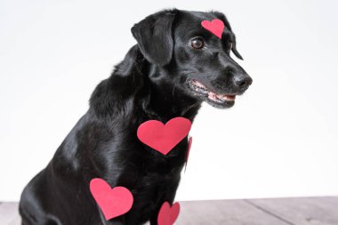 Beyaz arka planda kürkünde kalp şeklinde çıkartmalar olan siyah bir köpek..