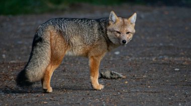 Asfalt bir yolda duran bir suçlunun (Lycalopex culpaeus) yakın çekimi
