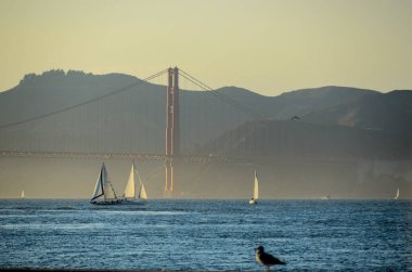 Ön planda sevimli bir kuşla sisli Golden Gate Köprüsü