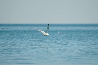 Mavi okyanusun üzerinde bulanık bir arka planda uçan bir martının manzarası.