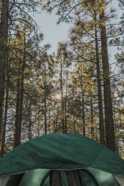 Ormandaki yeşil çadırın dikey yakın çekimi..