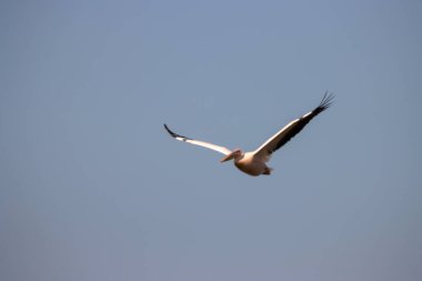 Mavi gökyüzünde uçan beyaz bir leyleğin alçak açılı görüntüsü.