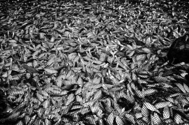 Ölü balıklar yere saçılmış.