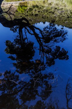 Güneşli bir günde suya yansıyan dikey bir ağaç görüntüsü.