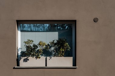 Yeşil bitkilerle dekore edilmiş modern bir binanın penceresi.