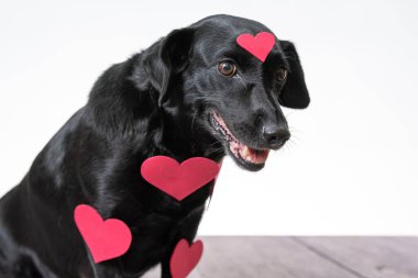 Beyaz arka planda kürkünde kalp şeklinde çıkartmalar olan siyah bir köpek..