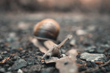 Yerde sürünen bir salyangozun yakın çekimi.