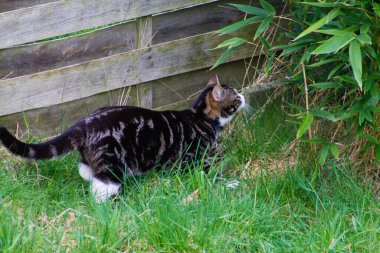 Bahçede oynayan bir kedinin yakın plan çekimi.