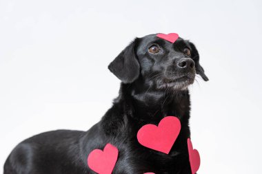 Beyaz arka planda kürkünde kalp şeklinde çıkartmalar olan siyah bir köpek..