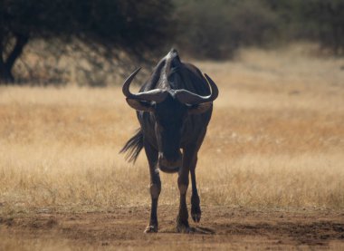 Tarlada ilerleyen bir antilop.