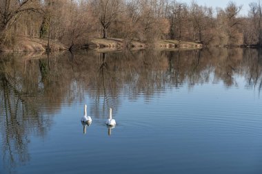 Ormanın yakınındaki gölde yüzen beyaz kuğuların yakın çekimi.