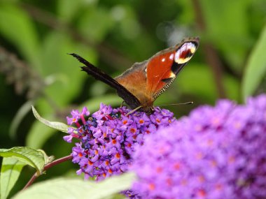 Güneşli bir günde arka planı bulanık olan Lavanta 'dan polen toplayan tavus kuşu kelebeğinin yüzeysel odak noktası.