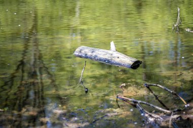 Yeşil bir gölde yüzen kırık bir kütüğün yakın çekimi.
