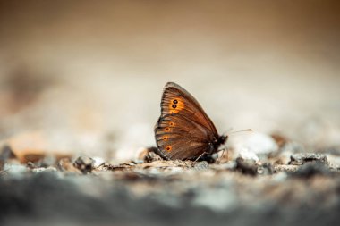 Orman zemininde turuncu bir kelebeğin yakın çekimi.