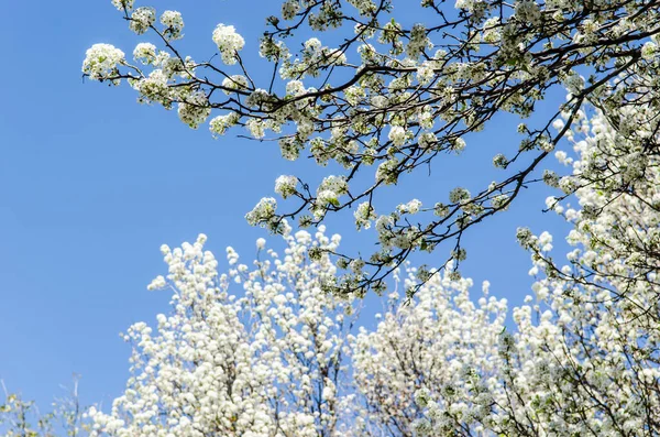 Beautiful View Tree Blossom Blue Sky Background — Stock Photo, Image