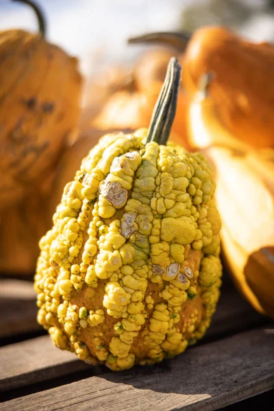 Disparo Vertical Una Calabaza Amarilla Vibrante Linda Rodeada Calabazas Bajo — Foto de Stock