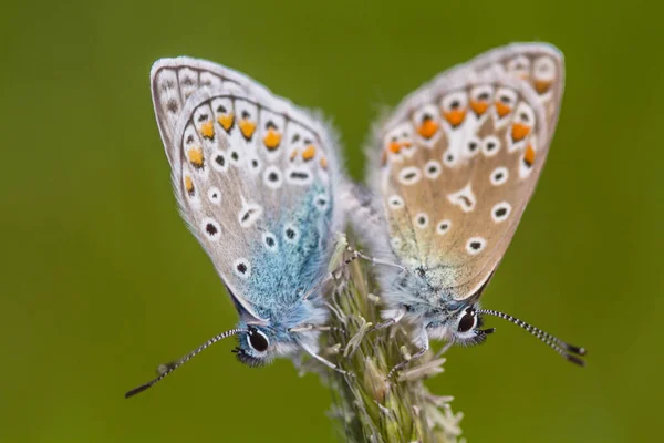 青い蝶のマクロ写真 — ストック写真