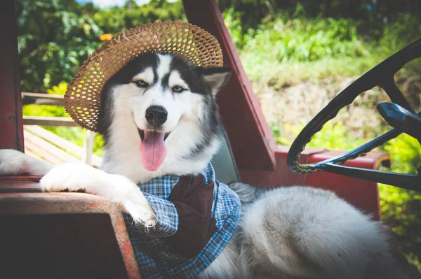 Ein Schöner Husky Hund Der Auto Sitzt Ein Blaues Hemd — Stockfoto