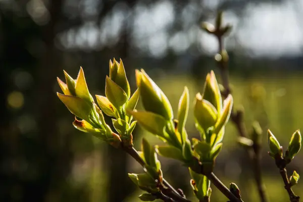 在阳光下 观赏灌木的第一批叶子 早春长出的丁香芽 — 图库照片