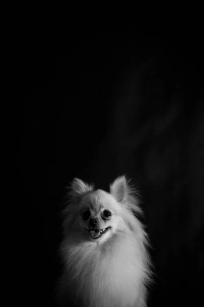 Een Verticaal Shot Van Een Hondje Zit Kijkt Opzij Geïsoleerd — Stockfoto